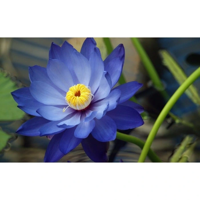 Photography ef_pc_serv0v2159p00004 in Sri Lanka